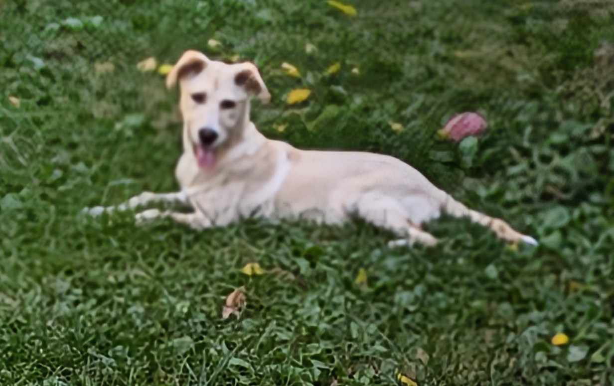 adoptable Dog in Coldwater, MI named NUGGET