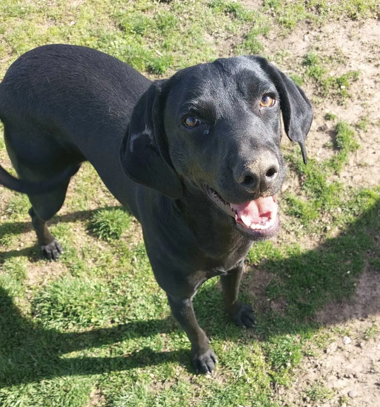 Skymir - Labrador Retriever