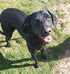 adoptable Dog in , MI named SKYMIR