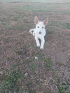 JACOB - Photo 2