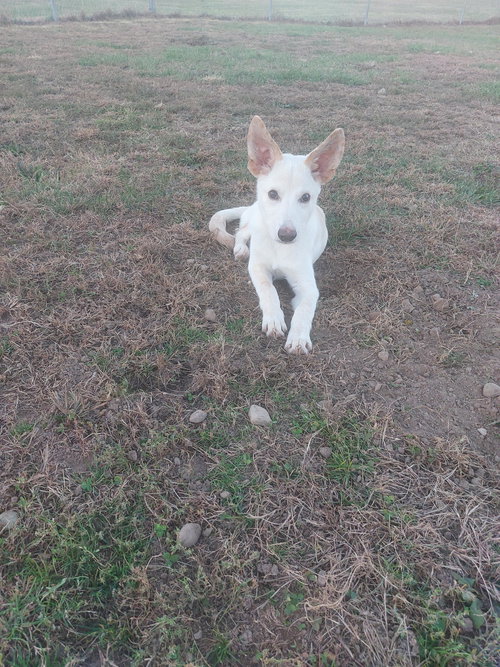 JACOB - German Shepherd Dog available for adoption