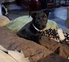adoptable Dog in , MI named WIGGLES