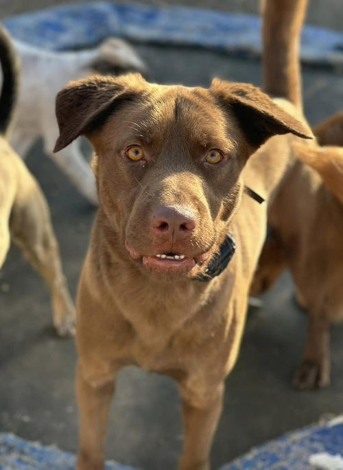 picture of the dog needing adoption