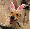 adoptable Dog in  named LANCE