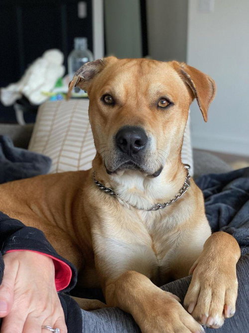 LANCE - Labrador Retriever available for adoption