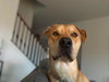 LANCE - Photo 3