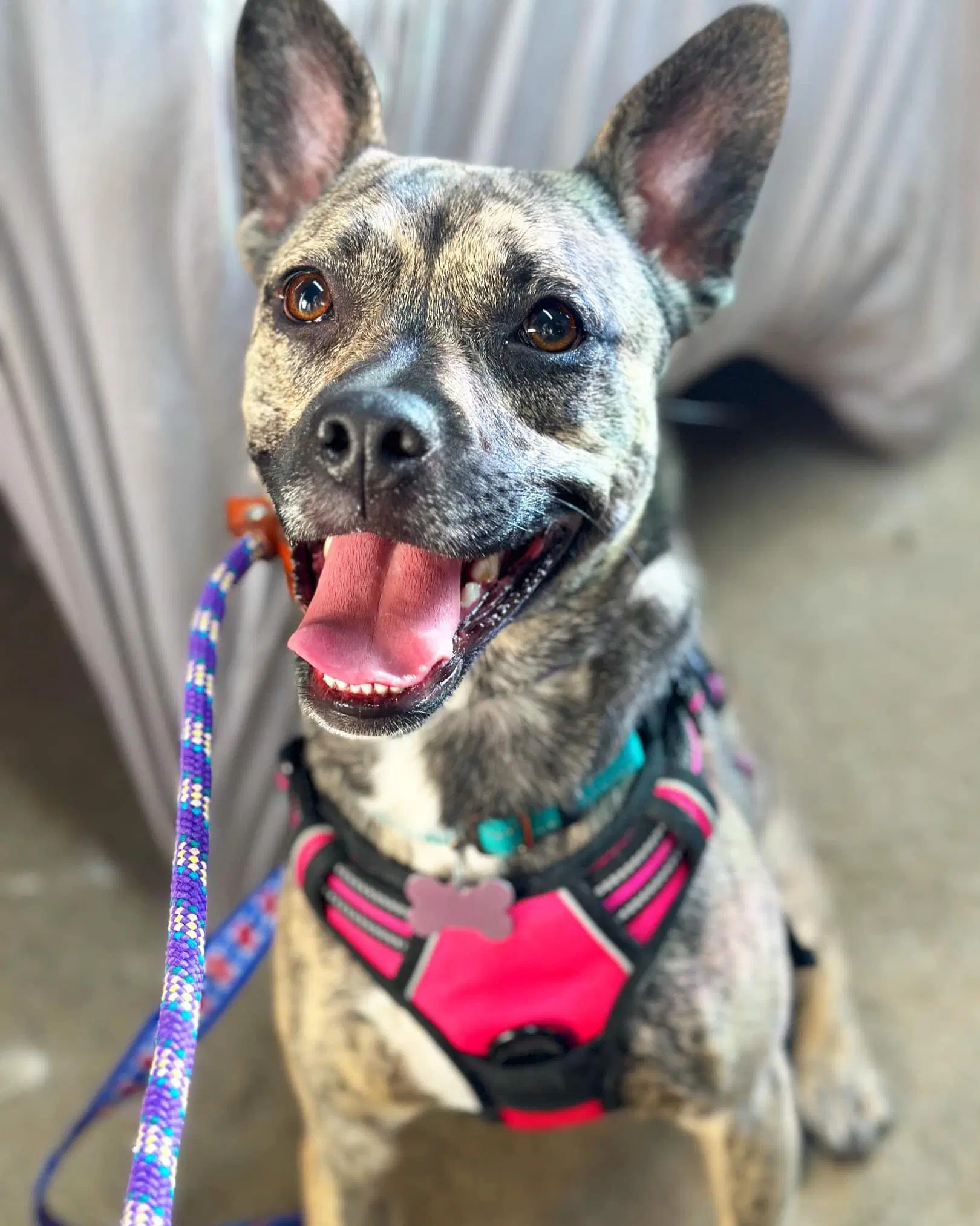 Aubrey - Plott Hound