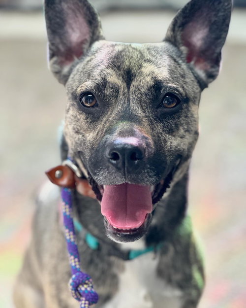 AUBREY - Plott Hound available for adoption