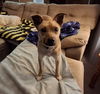 adoptable Dog in , MI named SHIMMER