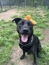 adoptable Dog in  named ANALIA