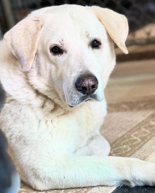 EVEREST - Great Pyrenees available for adoption