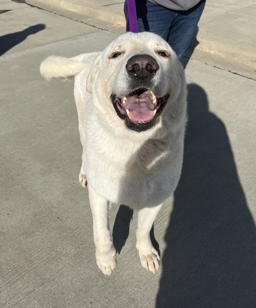 EVEREST - Great Pyrenees available for adoption