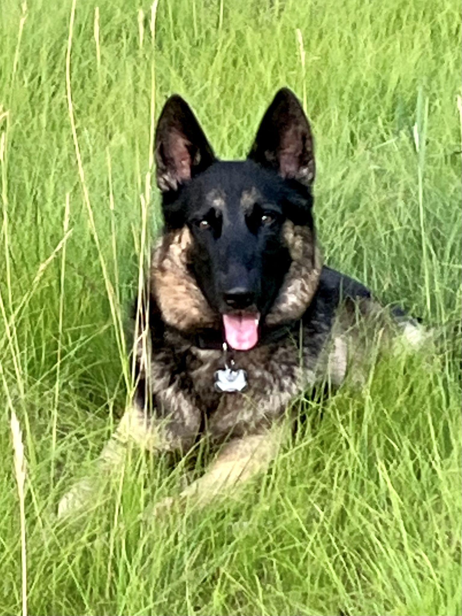 adoptable Dog in Coldwater, MI named TREY