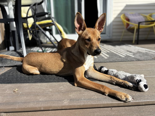 JIMIN - Basenji available for adoption