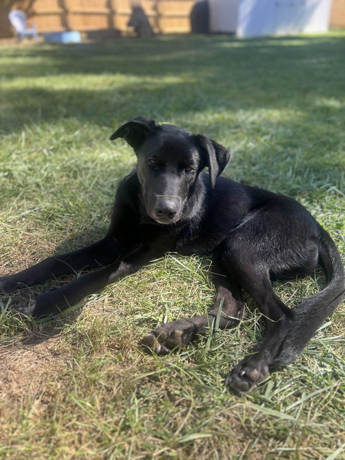 LEO - Labrador Retriever available for adoption