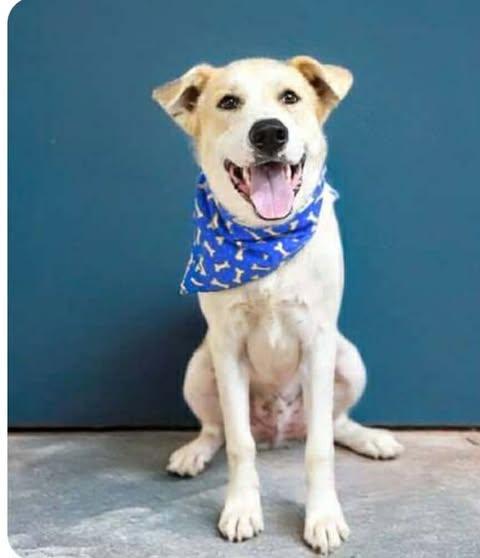 WYLIE - Great Pyrenees available for adoption