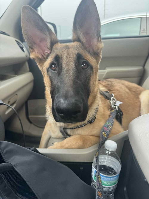 picture of the dog needing adoption