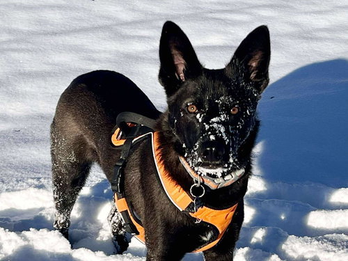 picture of the dog needing adoption