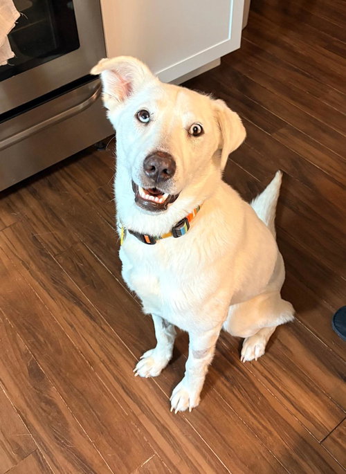 NOELLE, an adoptable Shepherd in Coldwater, MI