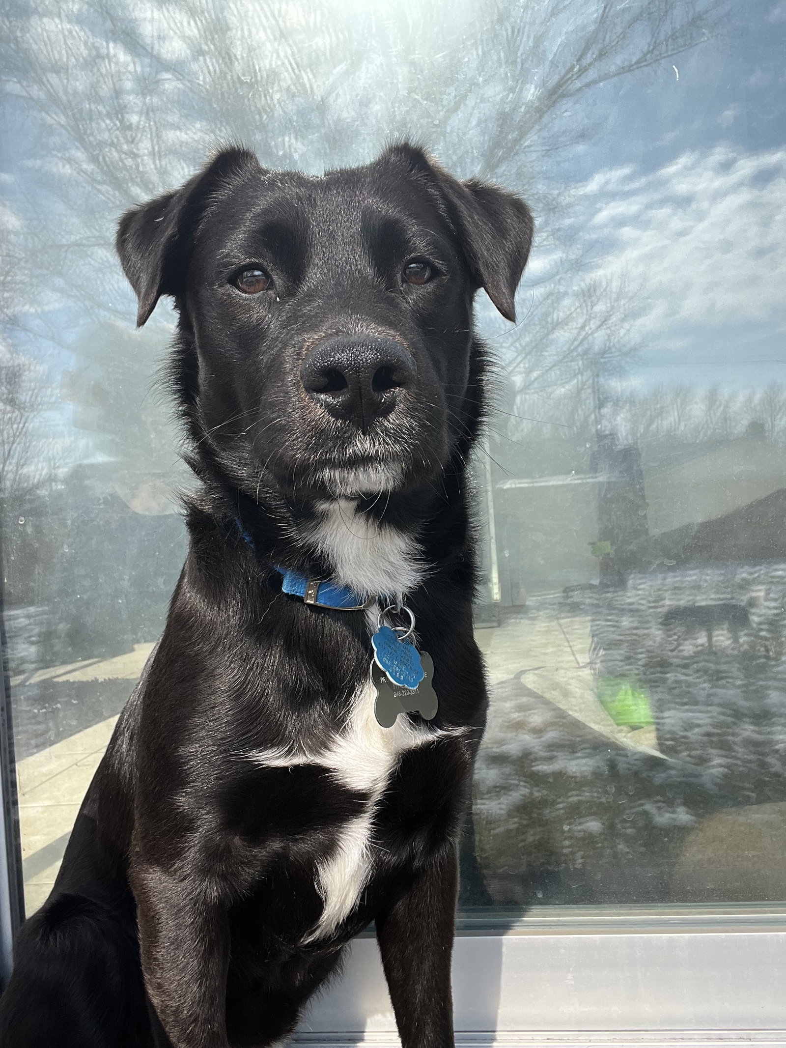 Labrador Retriever