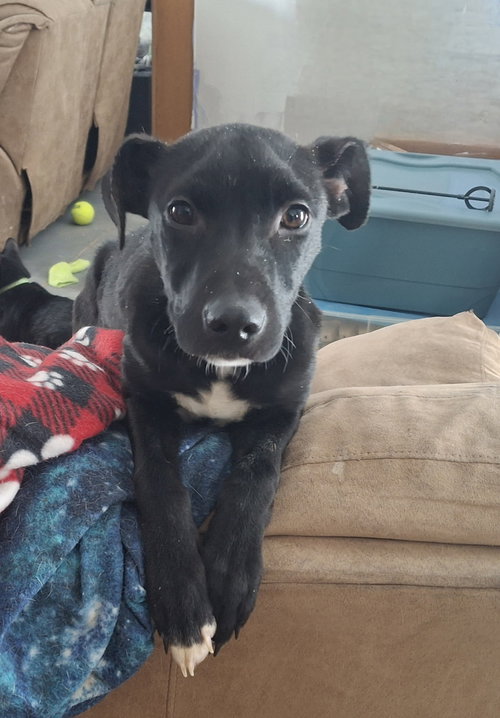 picture of the dog needing adoption