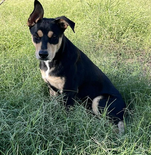 picture of the dog needing adoption
