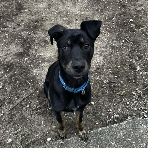 ROCKY, an adoptable Shepherd in Coldwater, MI