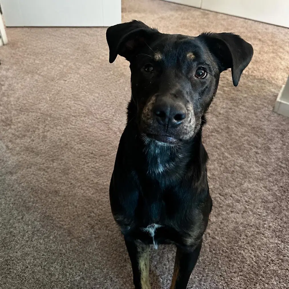 Rocky - Shepherd
