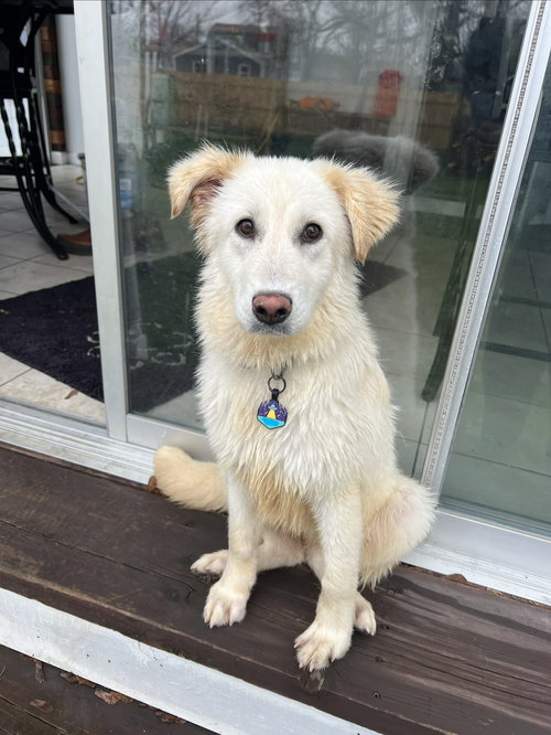 DOVE, an adoptable Great Pyrenees in Coldwater, MI