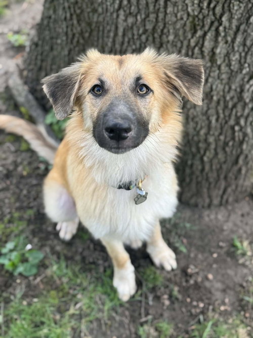TITUS, an adoptable Shepherd in Coldwater, MI