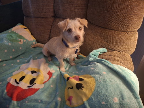 CASPER, an adoptable Dachshund in Coldwater, MI