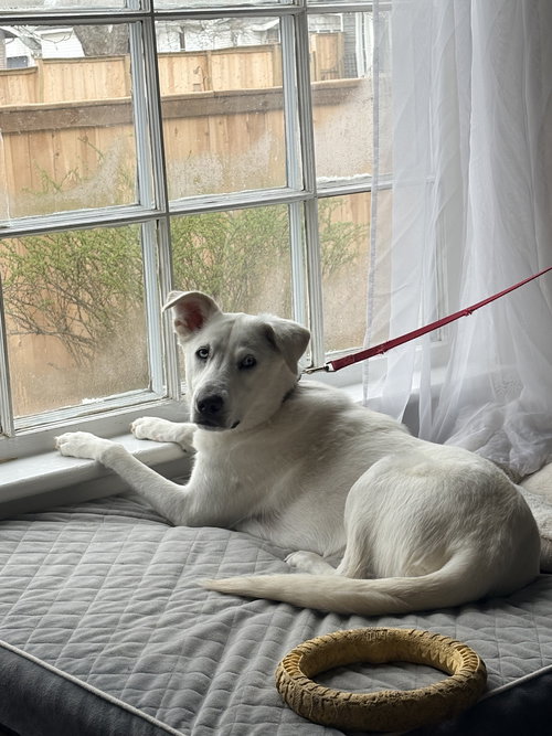 NOELLE, an adoptable Shepherd in Coldwater, MI