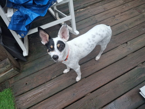 Franky photo 2