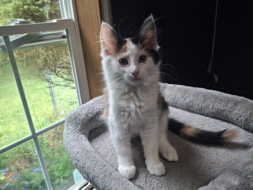 PURSEPHONE, Baby Domestic Short Hair (short coat), cat for adoption in Battle Creek, Michigan