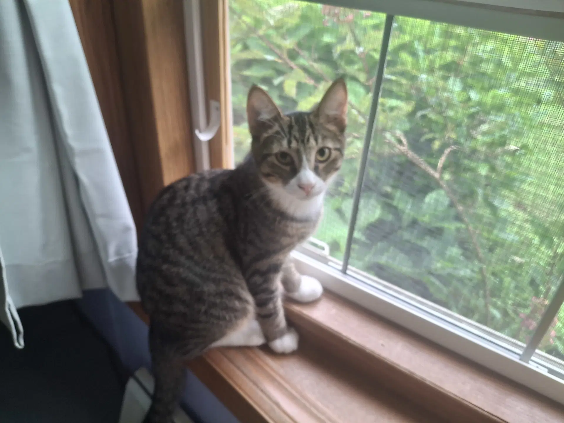 Franklin - Domestic Short Hair