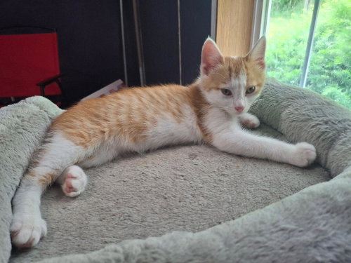 Purcey photo 2