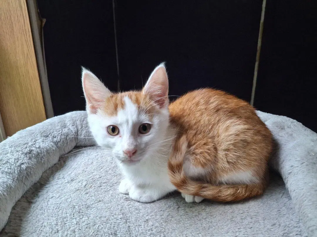 The Great Hambino - Domestic Short Hair