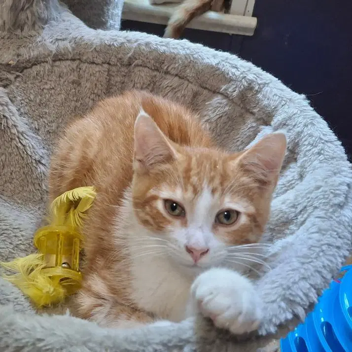 Mozart - Domestic Short Hair