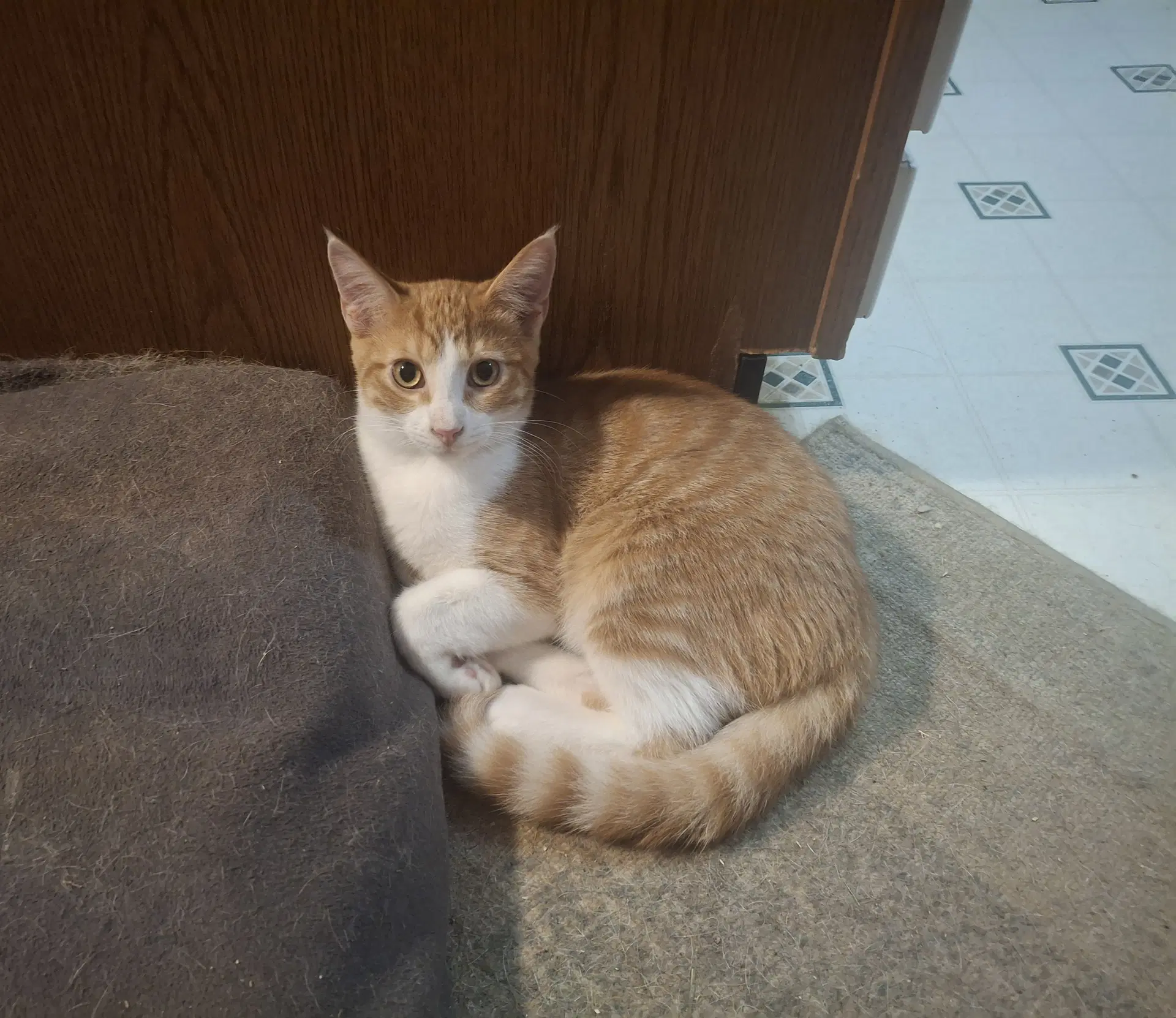 Mozart - Domestic Short Hair