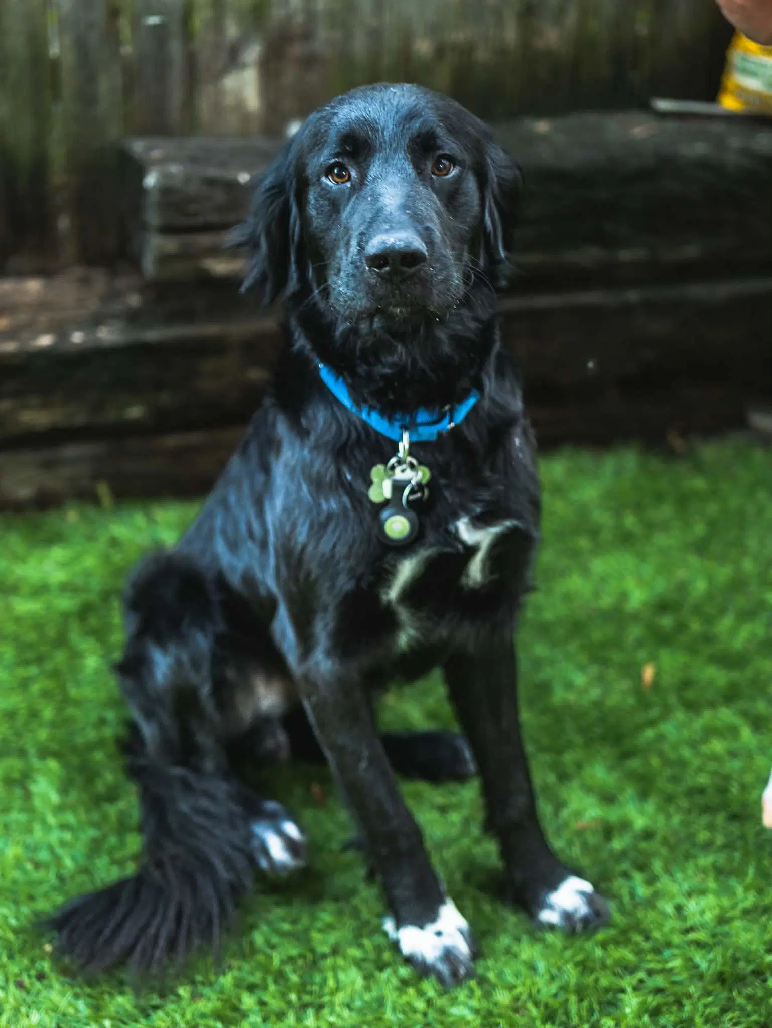 Nick Buddy - Flat-coated Retriever