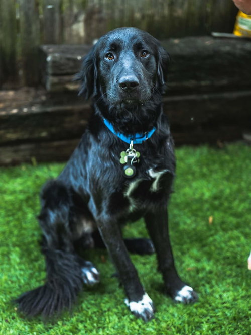 NICK (BUDDY), an adoptable dog