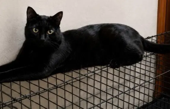 Clyde - Domestic Short Hair