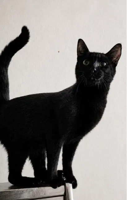 Clyde image 2