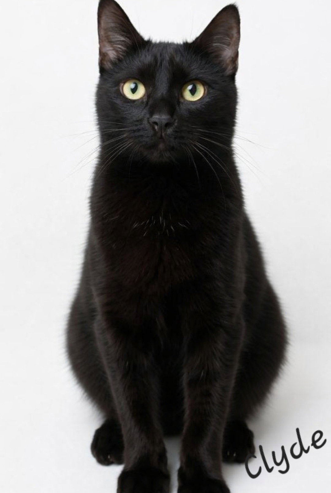 CLYDE, photo 4
