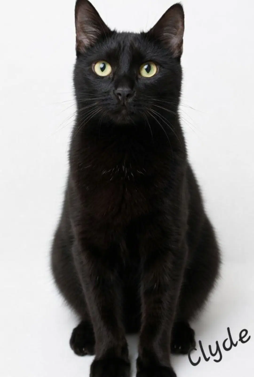Clyde image 4