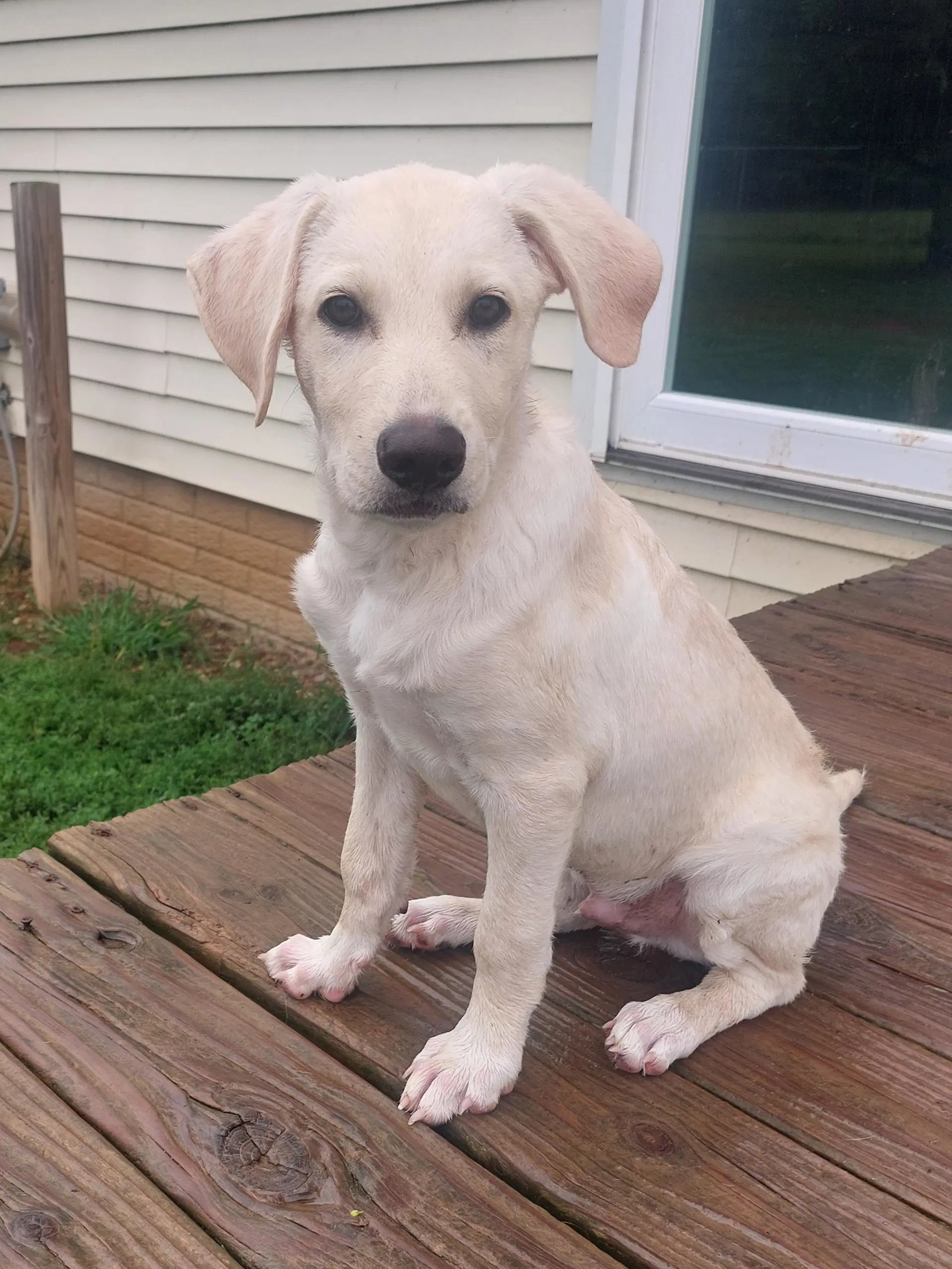 Needles - Yellow Labrador Retriever