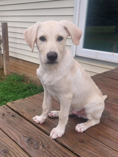 SNOOPS, an adoptable dog