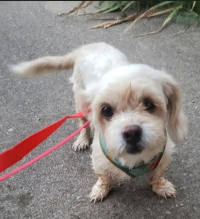DERBY, an adoptable dog