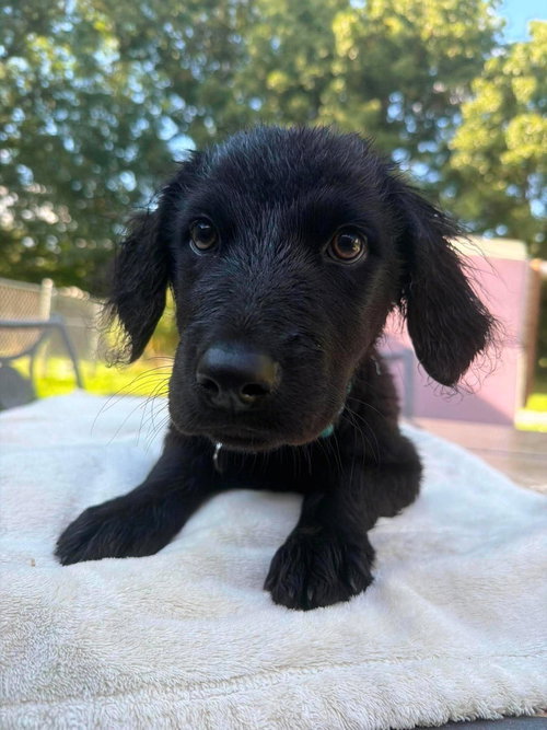 ARTHUR, an adoptable dog