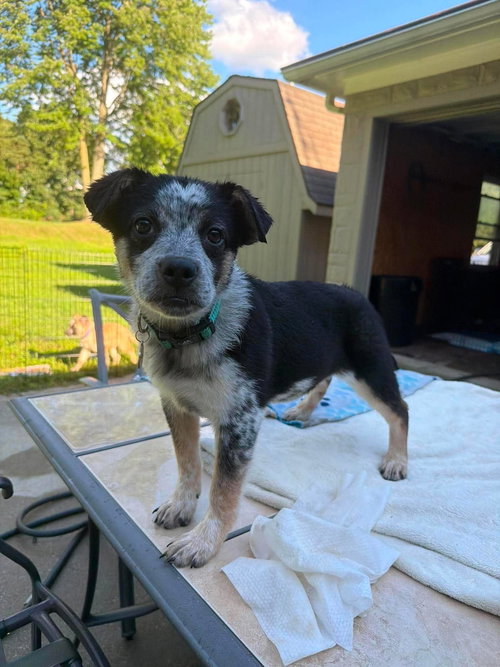 TANIA, an adoptable dog